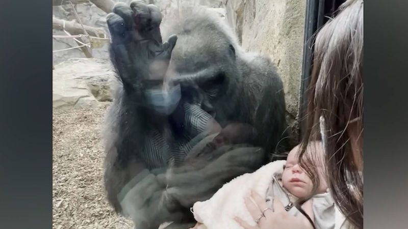 Žena a gorilí samice si v zoo navzájem ukazovaly své potomky
